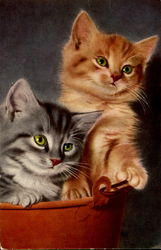 Kittens Cats Postcard Postcard