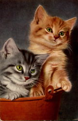 Kittens Postcard