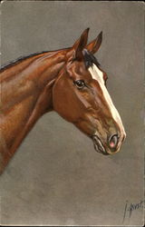 Horse Postcard