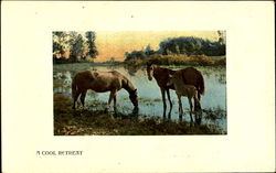 A Cool Retreat Postcard
