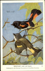 Redstart Birds Postcard Postcard