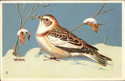 Eastern Snow Bunting Birds Postcard Postcard