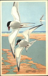 Common Tern Birds Postcard Postcard