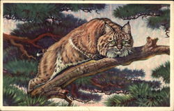Bobcat Postcard