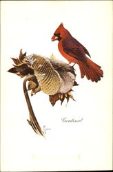 Cardinal Birds Postcard Postcard