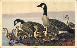 Canada Goose Birds Postcard Postcard