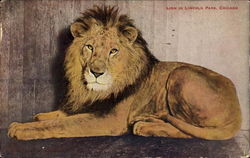 Lion In Ncoln Park Postcard