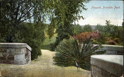 Peacock, Franklin Park Postcard
