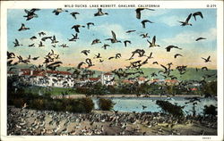 Wild Ducks, Lake Merritt Postcard
