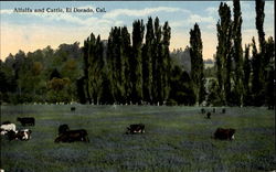 Alfalfa And Cattle Postcard