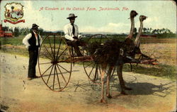 A Tandem At The Ostrich Farm Postcard