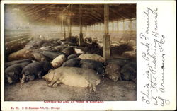 Contented And At Home In Chicago Postcard