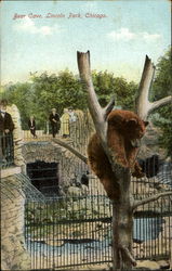 Bear Cave, Lincoln Park Postcard