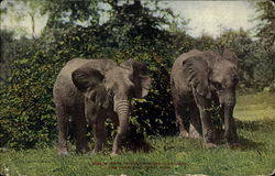 Pair Of African Elephants, New York Zoological Park Postcard Postcard