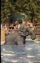 Elephant Bathing, Lincoln Park Postcard