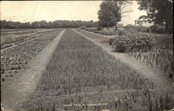 Onion Trial At Fordhook 1907 Postcard