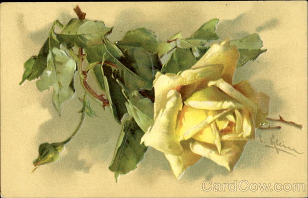Yellow Rose C. Klein
