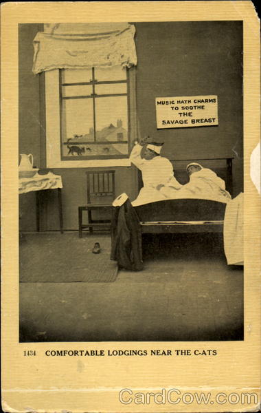 Comfortable Lodgings Near The Cats Comic, Funny