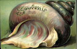 Shell Souvenir Postcard