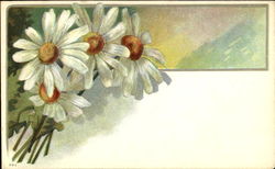 Daisies Postcard