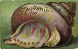 Shell Souvenir from... Postcard