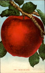 The Big Red Apple Fruit Postcard Postcard