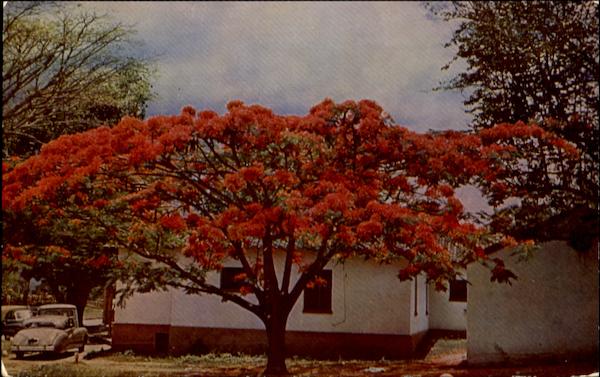 Acacia Tree In The Grounds Of The Caracas Country Club Venezuela
