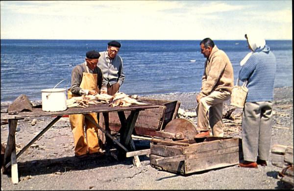 Fisherman Splitting Codfish On The Beach, Route 6 Gaspe Nord PQ Canada