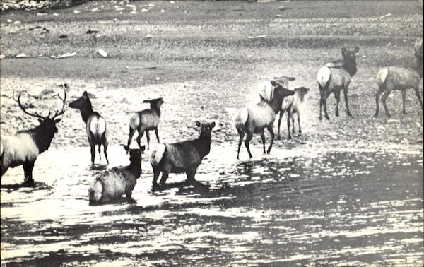 Elk Crossing Athabasca River, Jasper National Park Canada
