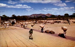 Cleaning & Drying Fresh Coffee Ant Processing Plant In Ateos Postcard