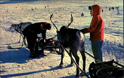 Reindeer In Finnish Lap Land Finland Postcard Postcard