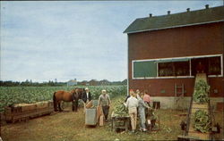 Ontario's Tobacco Farms Postcard