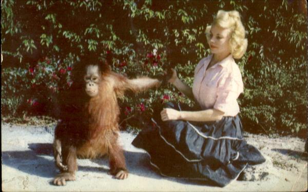 Young Orang Utang At The Monkey Jungle Monkeys