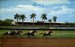 A Thrilling Race At Hialeah Racecourse Postcard