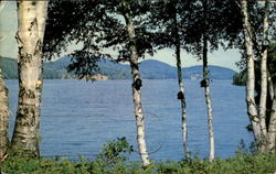 Greetings From Almonte Postcard