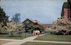 Campus In Spring, The University of Connecticut Postcard