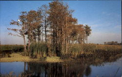 Loxahatchee National Wildlife Refuge Postcard