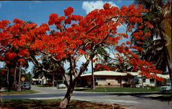 Florida's Royal Poinciana Trees Postcard Postcard