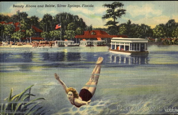 Beauty Above And Below Silver Springs Florida