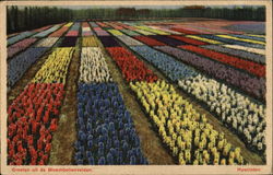 Hyacinten - Flowers Netherlands Postcard Postcard