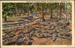 St. Augustine Alligator And Ostrich Farm Postcard