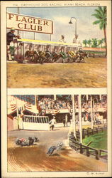 Greyhound Dog Racing Miami Beach, FL Postcard Postcard