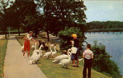 Feeding The Swans At The Lake Postcard