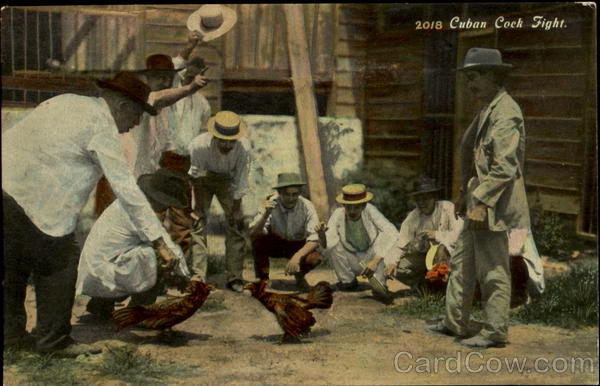 Cuban Cock Fight