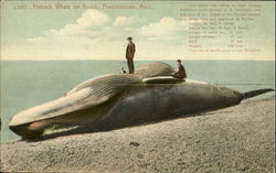 Finback Whale On Beach Provincetown, MA Postcard Postcard