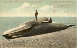 Finback Whale On Beach Postcard
