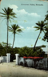 Cocoanut Palms Postcard