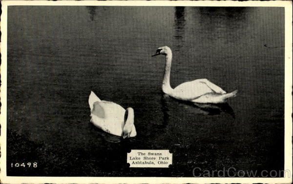 The Swans, Lake Shore park Ashtabula Ohio