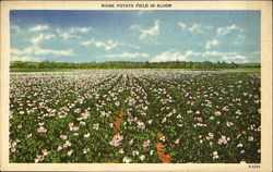 Maine Potato Field In Bloom Scenic, ME Postcard Postcard