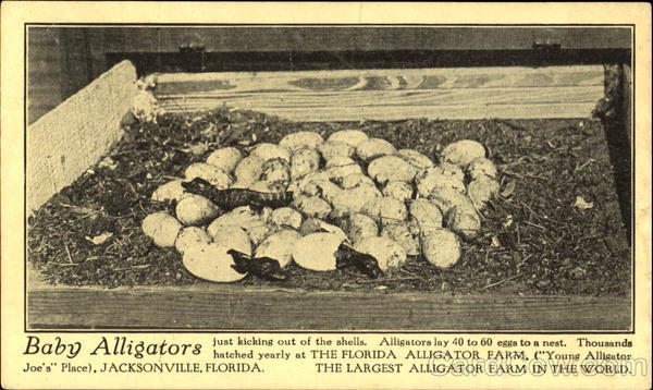 Baby Alligators Jacksonville Florida
